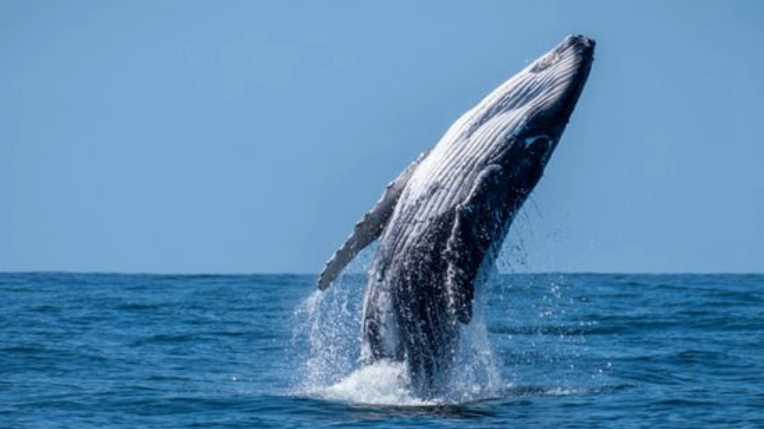 Best Things to Do in Juneau Alaska Cruise Port