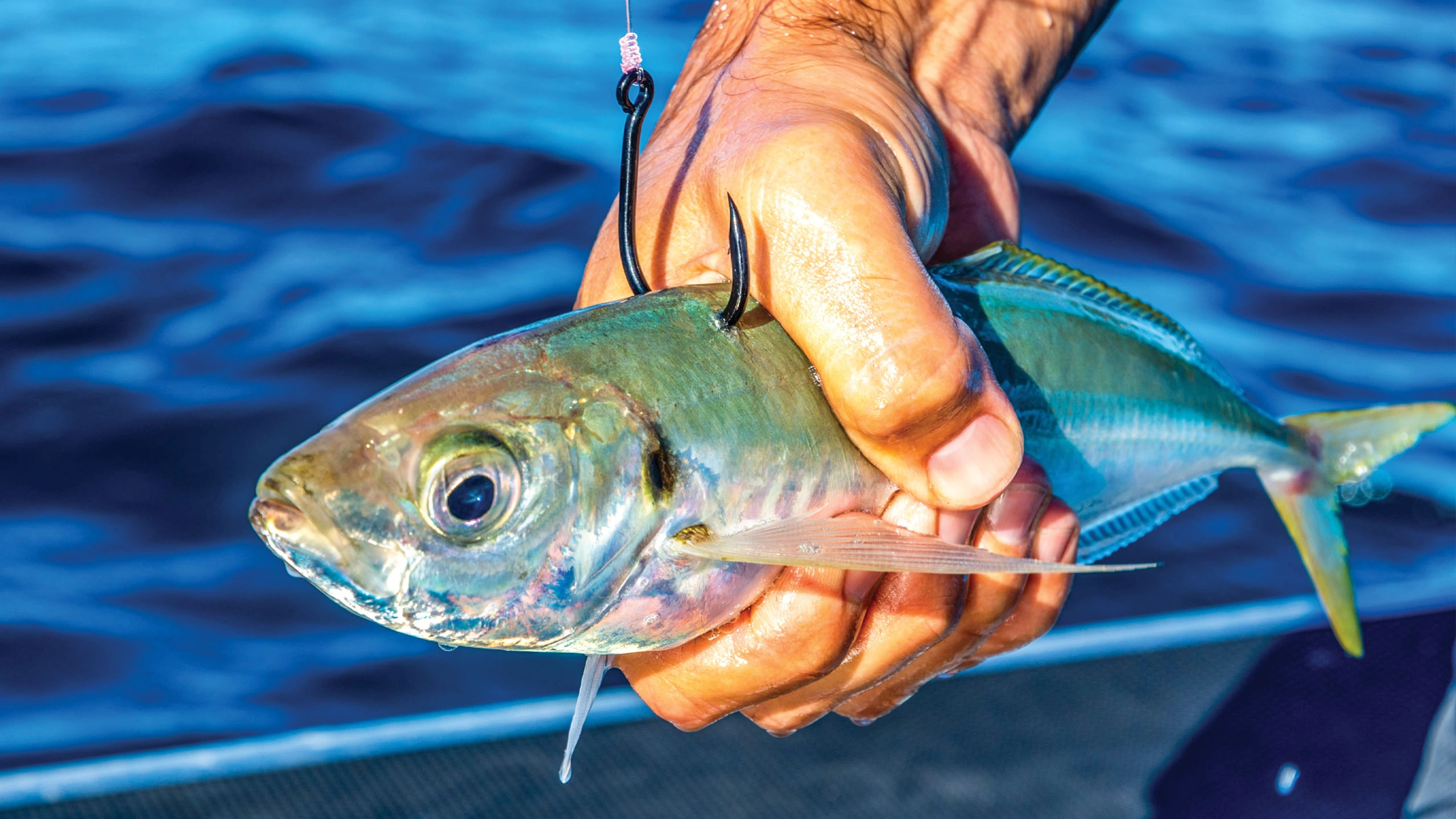 Fishing Thunderonthegulf