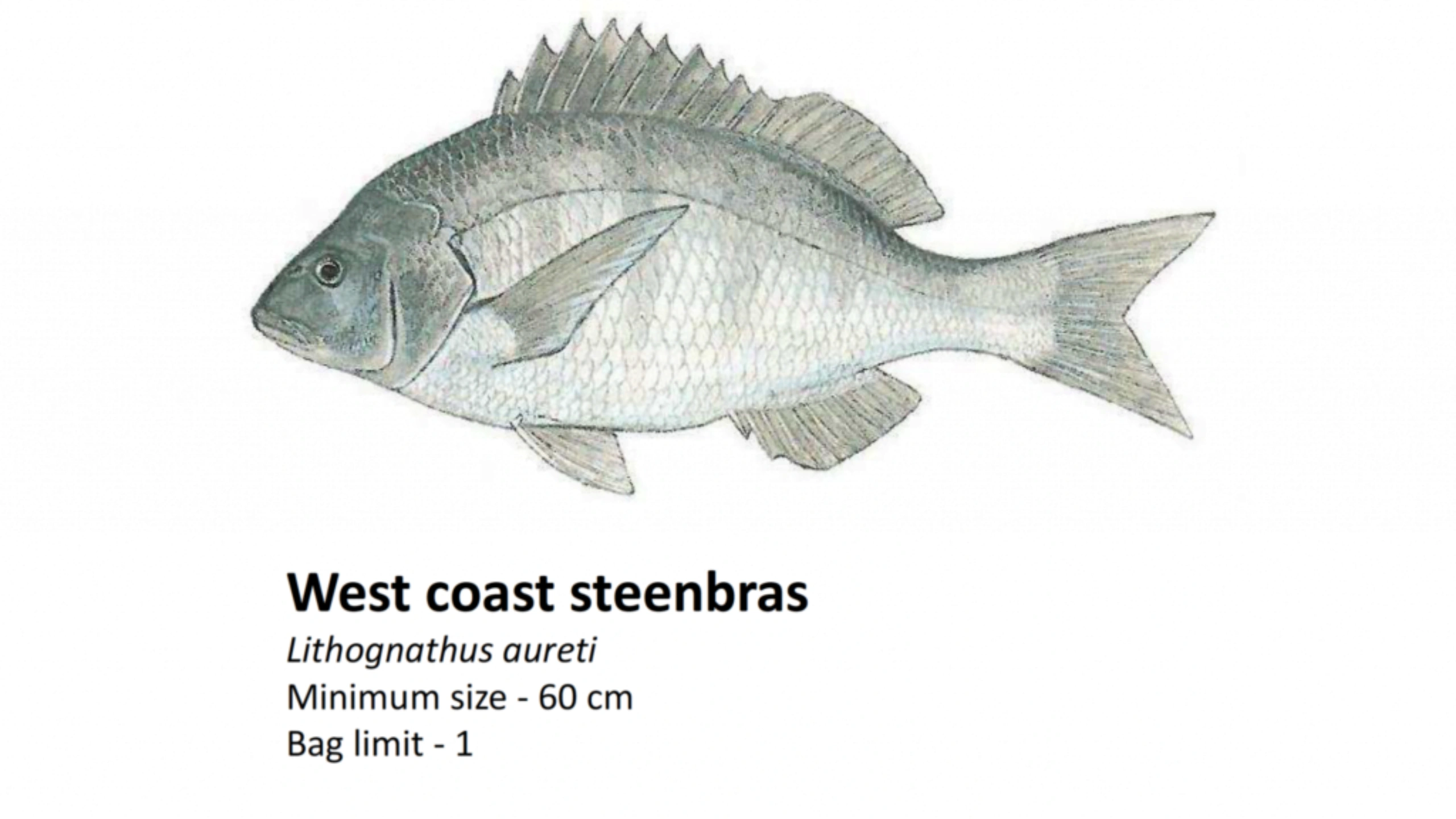 Fishing Thunderonthegulf