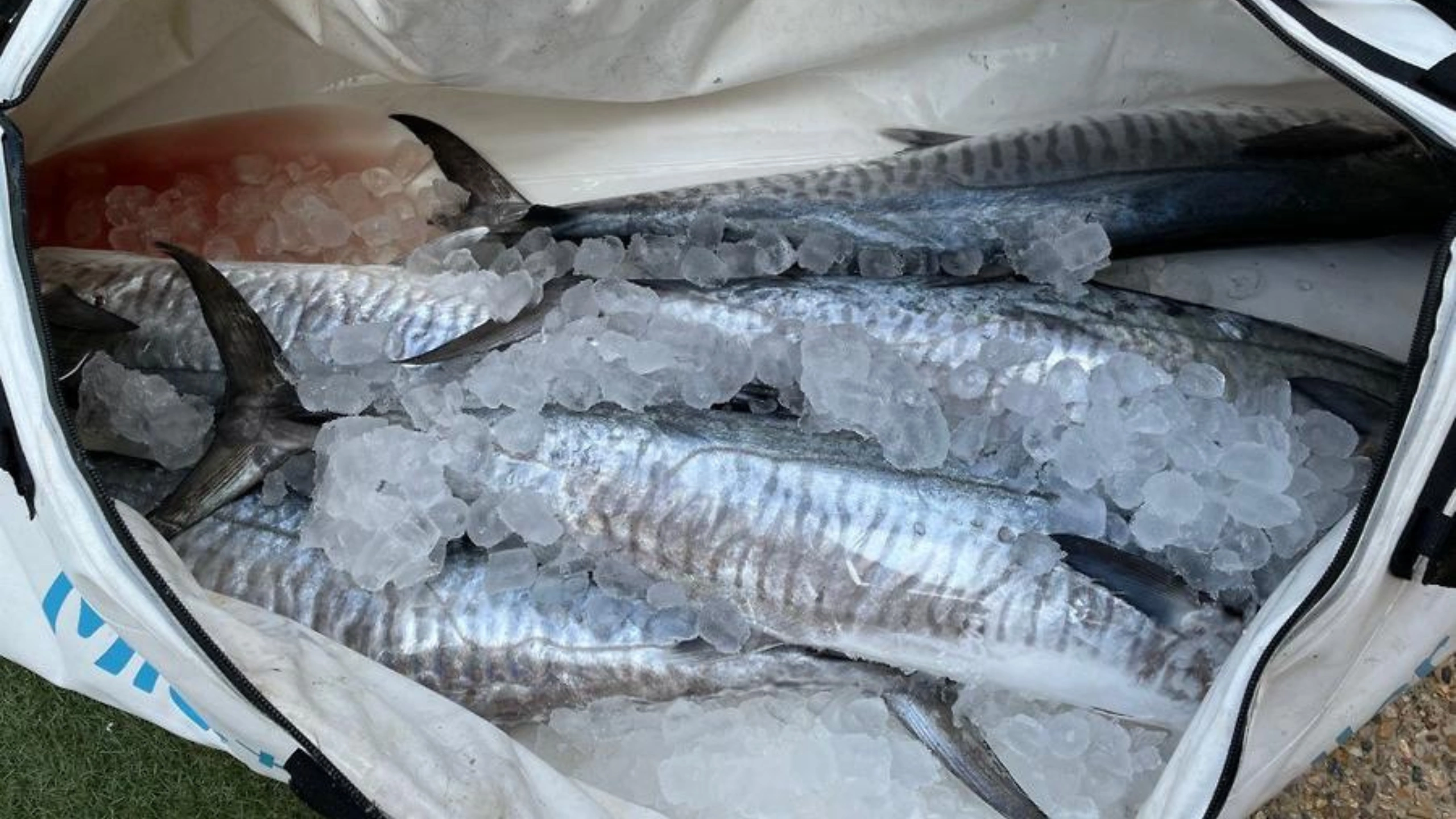 Fishing Thunderonthegulf