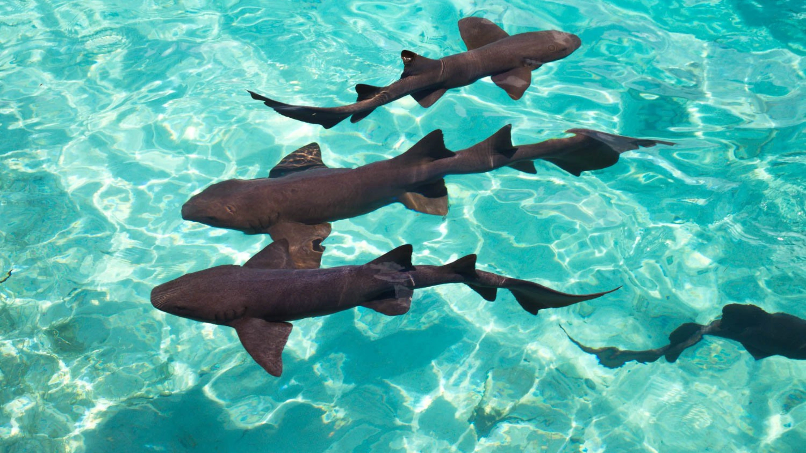 Secrets to Know About Princess Cays