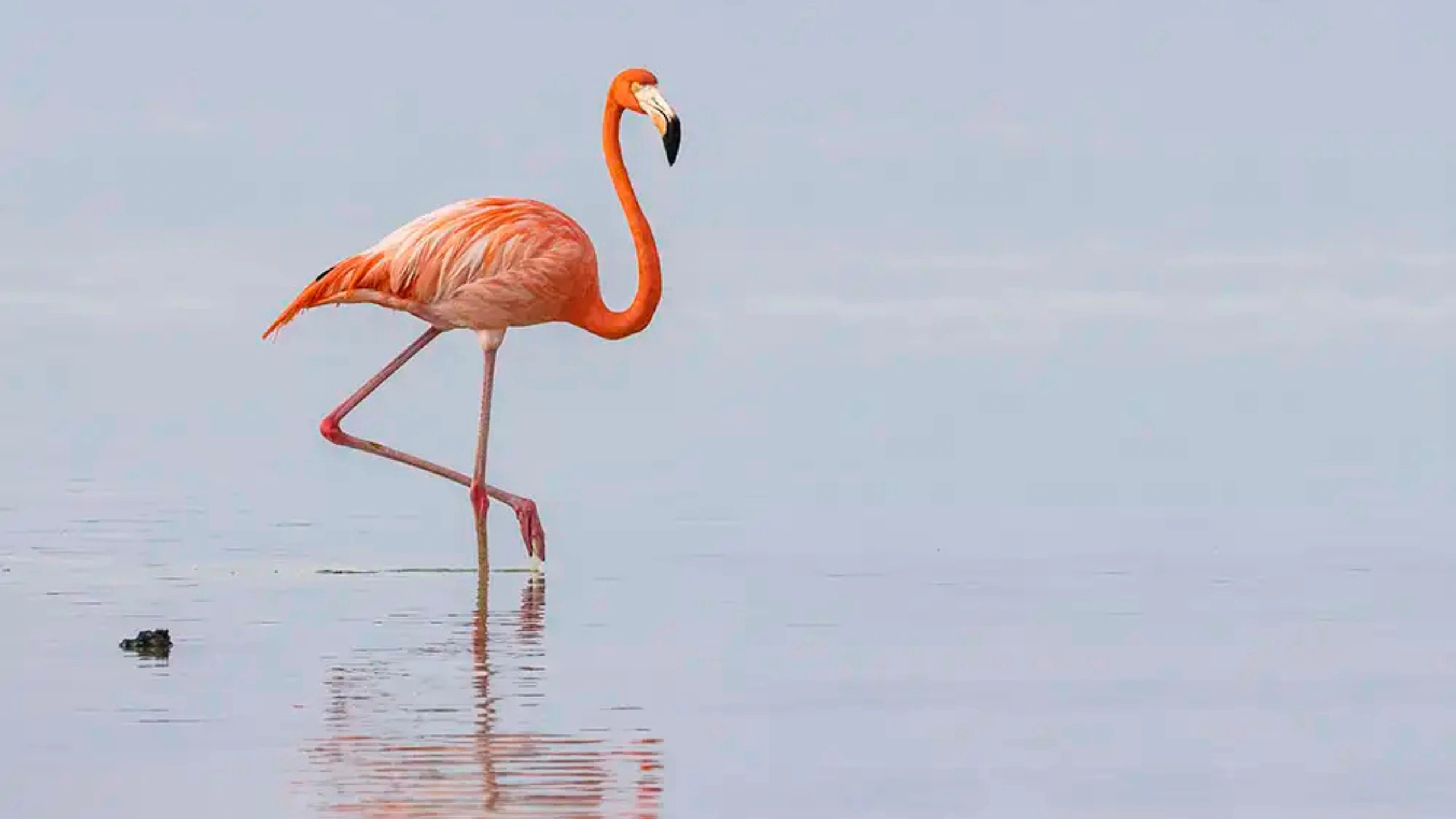 What Do Pink Flamingos On A Cruise Mean