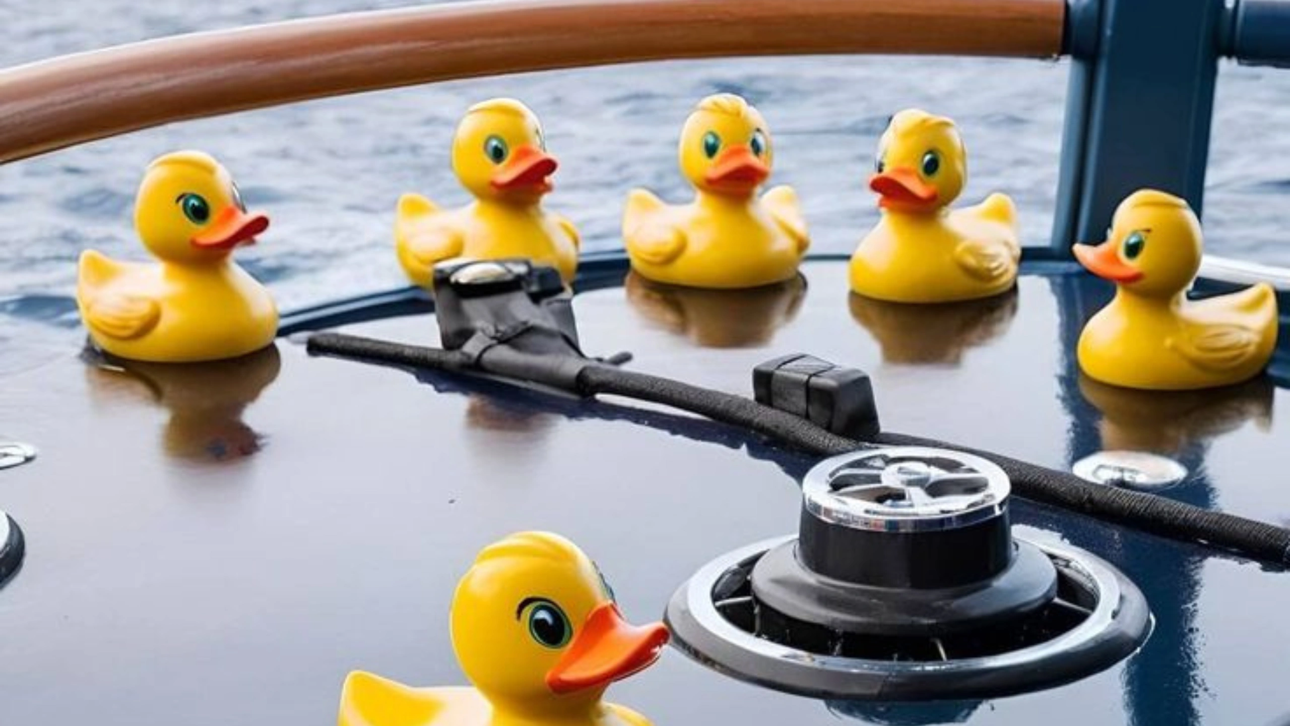 cruise ducks