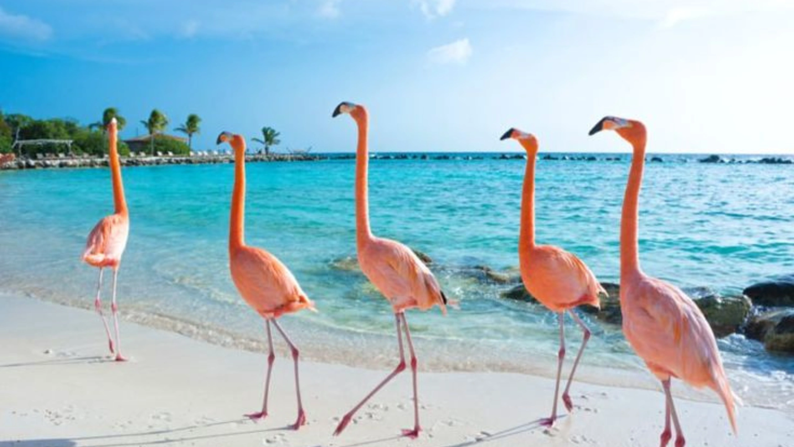 what do pink flamingos on a cruise mean