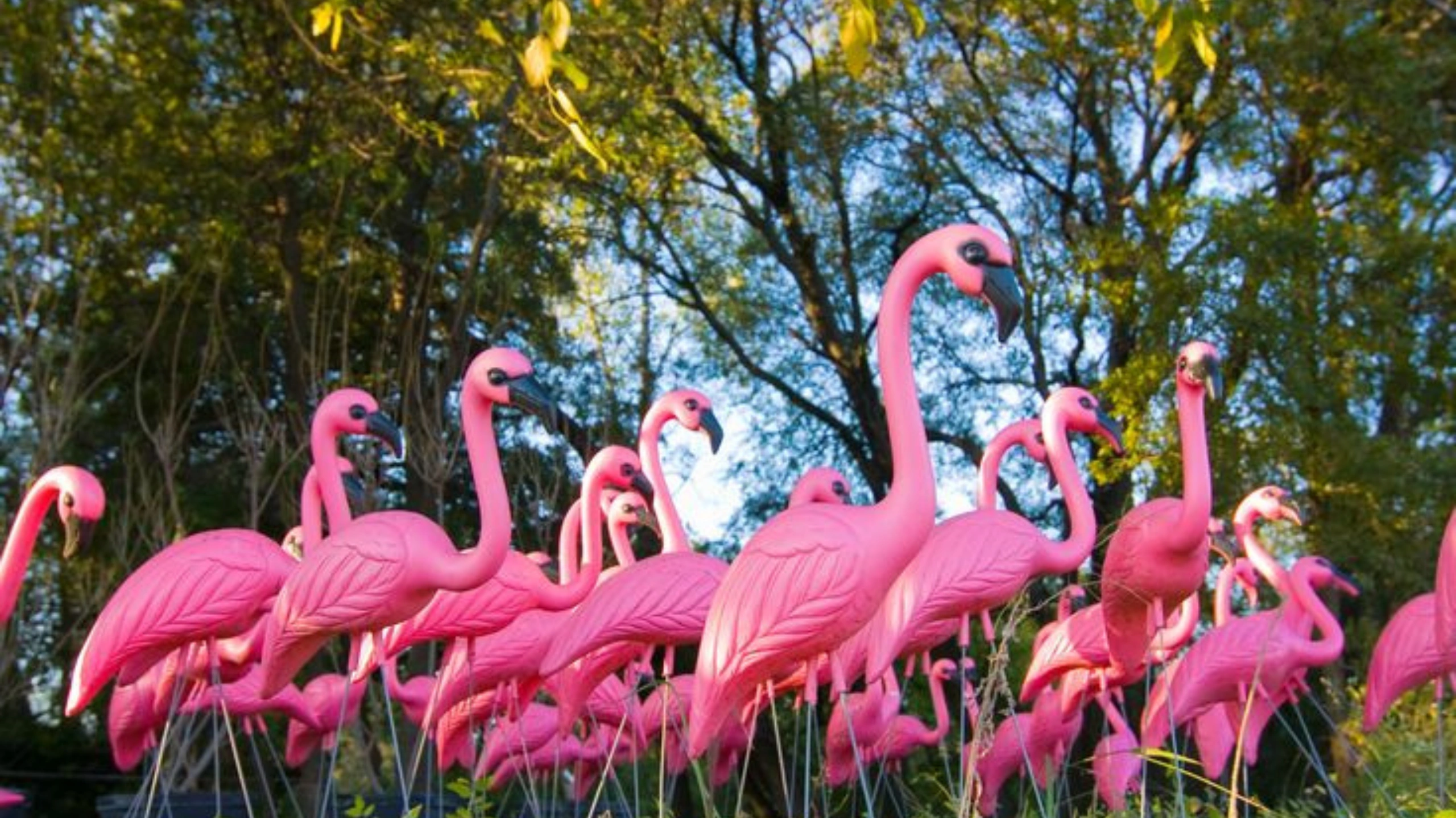 what do pink flamingos on a cruise mean