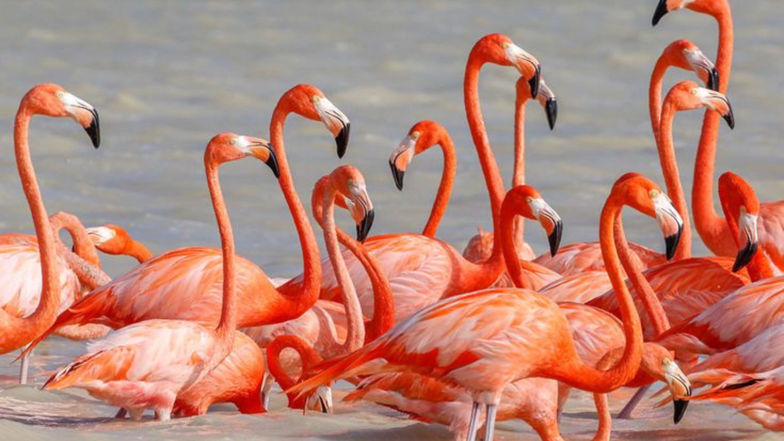 what do pink flamingos on a cruise mean